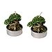 Produktbild trendaffe Bonsai Kerzen im 6er Set - Minibaum Teelicht Mini Baum