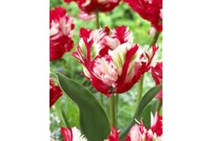 AGRONOM TESTED IN THE GARDEN AGRONOM | TULIPANI - ESTELLA RIJVELD | Bulbi Tulipani | Bulbi fiori perenni | Fiori Rosso-Bianco | Sono piantati in giardini fioriti, in prati fioriti | I meravigliosi fiori | Confezione da 5 Bulbi