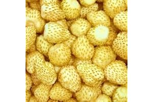 LEGUTKO Semillas de maravilla amarilla de fresa salvaje - Fragaria vesca