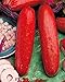Price comparison product image Greatmin Red Cucumber Seeds Bonsai Potted Plant Seeds for Garden 50 Pcs