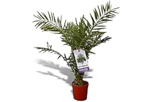 VERDECORA Palmera Canaria natural en maceta de Ø17cm (altura total aproximada 70cm)