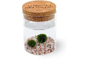 KAKI LA FELICITÀ È NELLE PICCOLE COSE Marimo Original Sughero La Felicità – Coppia (Fondale Rosa Naturale)