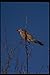 Produktbild 008025 Robin On Branch Eating Berry A4 Photo Poster Print 10x8