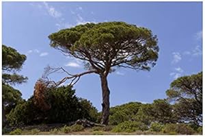 RP Seeds Pinus pinea (Umbrella/Italian Stone Pine) - 10 Seeds