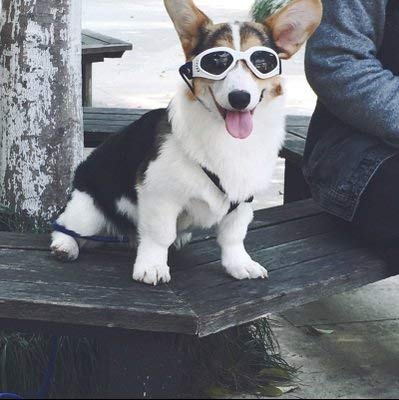 Pet LesoÃ'Â® Dog Goggles Stylish Doggie Puppy Sunglasses Windproof - White by Pet Leso