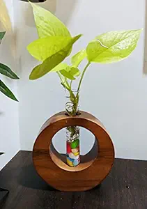 GiftEco Test Tube Wooden Circle Planter | Hydroponic Plant Holder (Medium, Dark Brown)