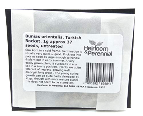 Bunias orientalis, Turkish Rocket, 1g Approx 37 Seeds, untreated