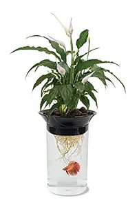 Penn Plax Aquaponic Betta Fish Tank Promotes Healthy Environment for Plants and Fish .5 Gallon Capacity