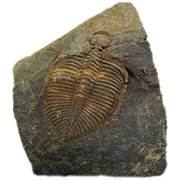 Verre trempé 9H de qualité supérieure pour montre connectée Fossil Gen 5, 5  pièces, Film protecteur d'écran, accessoires | AliExpress