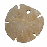 auch Sanddollar genannt ca. 100 Millionen Jahre alt