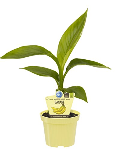 Bananenpflanze, 1 Staude