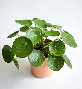 Vijuka Pilea Peperomioides Indoor Plants for Living Room Chinese Money Plant Live Easy to Grow Size 14 cm in Height Pilea Plant