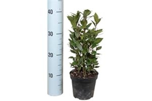 PLANTS FROM ZION Personal Baytree - Small Kitchen Bay Tree - Laurus Nobilis - Ideal for your windowsill - Live herb plant - Lovely Gift Present for those who love cooking - Gift pack and fast delivery options - Green leathery leaves and yellow flowers.