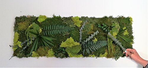 CALY DESIGN VEGETAL Tableau Cadre Mur VÉGÉTAL STABILISE XXL 90X30 CM