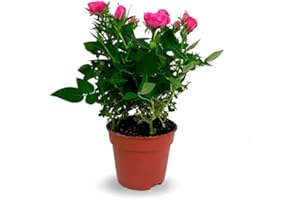 Rosal Mini DECOALIVE Planta Natural con Flores de Colores