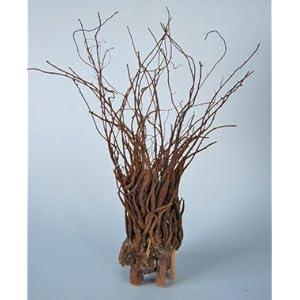 Sparoni- Wurzel, Terraristik, Gartendeko