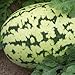 Produktbild PLAT FIRM Wassermelone triped Klondseed (Citrullu lanatu) 30 + Seed