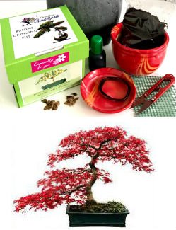 Exklusive Komplette Bonsai Anzuchtset (Fächer-Ahorn, japanische Ahorne)-Pflanzgefäß aus Keramik! Zehn Teile - Komplette Set in der Geschenkbox