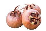 El níspero real es una planta de la familia de la fruta pomosa (Pyrinae) en la familia de las rosas (Rosaceae). Es un árbol de hoja caduca con un tronco torcido y una corona ancha con frutos comestibles.