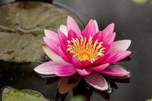 Ninphea Rustique résistant rouge (Attraction)