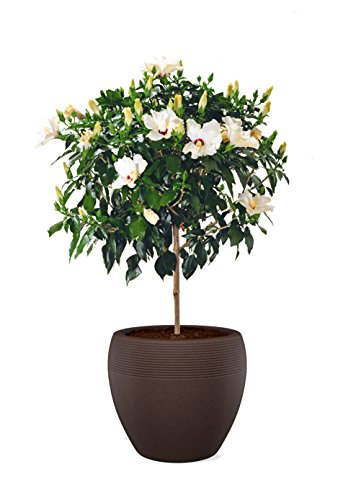 Scheurich Lineo Pflanzgefäß Brown Ø 40 cm, Höhe 33 cm, Volume 28 l - 4