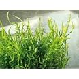 Dennerle Flame Moss Growing on Bogwood *Taxiphyllum Sp* Live Plants ...