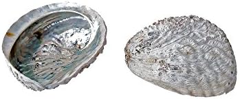 Abalone Mama Cocha Smudge Shell 6" - 7" (XL)