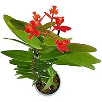 Epidendrum radicans - seltene Schmetterlingsorchidee mit zarten Blüten - bildschöne Zimmerpflanze für die Wohnung oder…