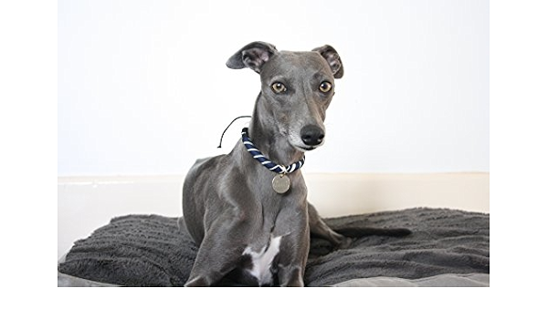 whippet collars amazon