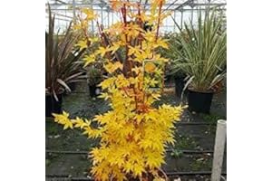 CHARELLAGARDENS PLANTS Acer Palmatum Sango Kaku 80 Tall 5 Litre Pot Red Stemmed Japanese Maple Acer Plant