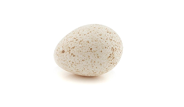 Putenei Truthahn Ei Amazon De Lebensmittel Getranke