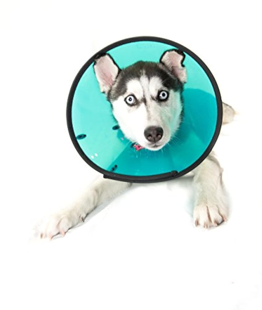 Литл компани собака. Кулон хаски. Интерактивный щенок бигль. Американский фоксхаунд. Интерактивный щенок synergy.