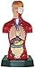 Produktbild Eduplay 120032 - Anatomie Menschlicher Torso