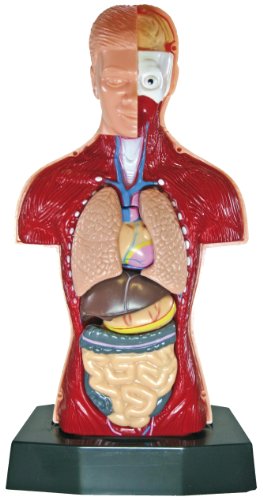 Preisvergleich Produktbild Eduplay 120032 - Anatomie Menschlicher Torso