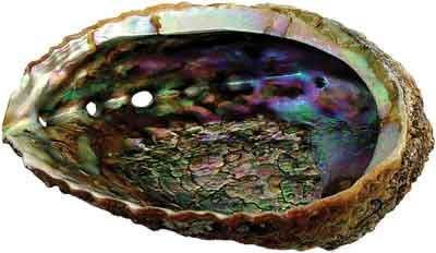 Preisvergleich Produktbild 6 Abalone Shell by Pelican