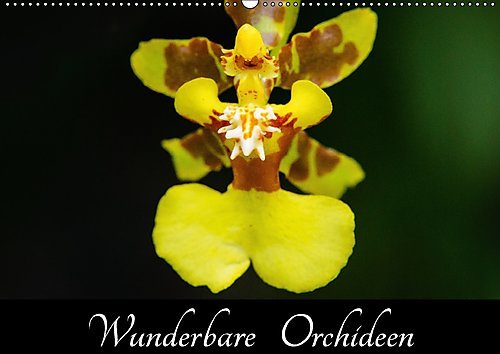 Wunderbare Orchideen (Wandkalender 2017 DIN A2 quer): Wunderschöne Fotografien exotischer Orchideen (Monatskalender, 14 Seiten ) (CALVENDO Natur)