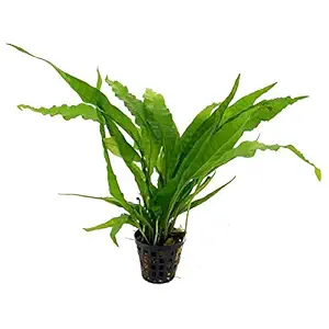 Premier Plants Amaze Aquarium Live Plants (Microsorum pteropus)