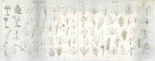 Manuel complet de botanique. Premiere partie. Principes de botanique elementaire, renfermant la glossologie, l'organographie et la physiologie vegetale, la phytoterosie, l'histoire analytique de la b en ligne Manuel complet de botanique. Premiere partie. Principes de botanique elementaire, renfermant la glossologie, l'organographie et la physiologie vegetale, la phytoterosie, l'histoire analytique de la b en ligne