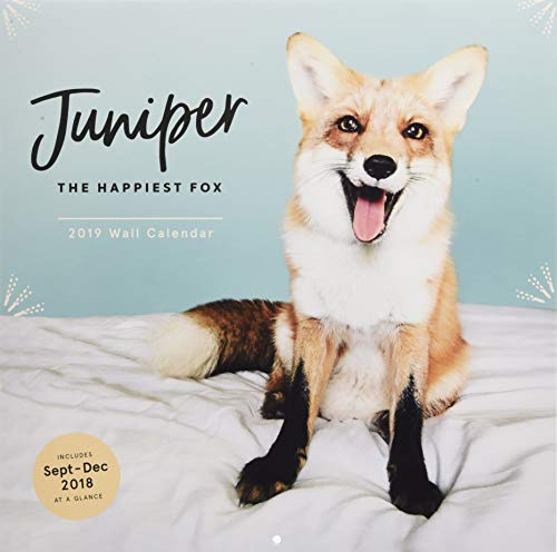 2019 Wall Calendar: Juniper: The Happiest Fox