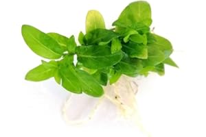 Floratica | Staurogyne Repens (8X) Live Aquarium Carpeting Plants Tropical Fish Tank Snail Free Shrimp Safe