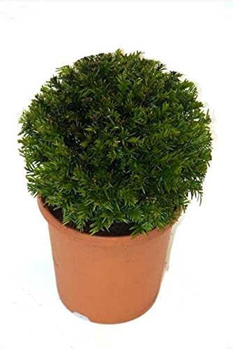 Europäische Eibe - Kugelschnitt - Taxus baccata - 45-50cm Topf Ø 23cm - 5,4 Ltr.