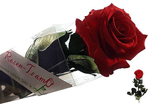 Rosen-te-amo Konservierte Rose mit Grußkarte (56 cm, Rot Inkl. Sandra Rich Solifleur-Glasvase) Vase mit Blume - 2