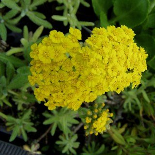 Teppich Schafgarbe 'Aurea' - Achillea tomentosa 'Aurea' - Steingartenstaude
