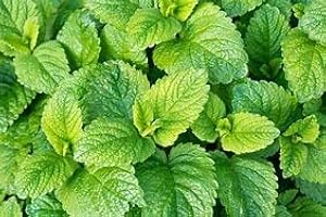 Park Farm Plants Balm: Lemon (Melissa officinalis) Supplied as a 9cm Potted Plant
