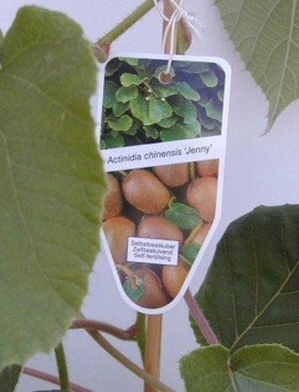 Kiwi selbstfruchtend Actinidia chinensis Jenny -R- 80 cm hoch im 3 Liter Pflanzcontainer