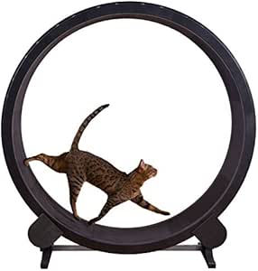 bengal cat wheel