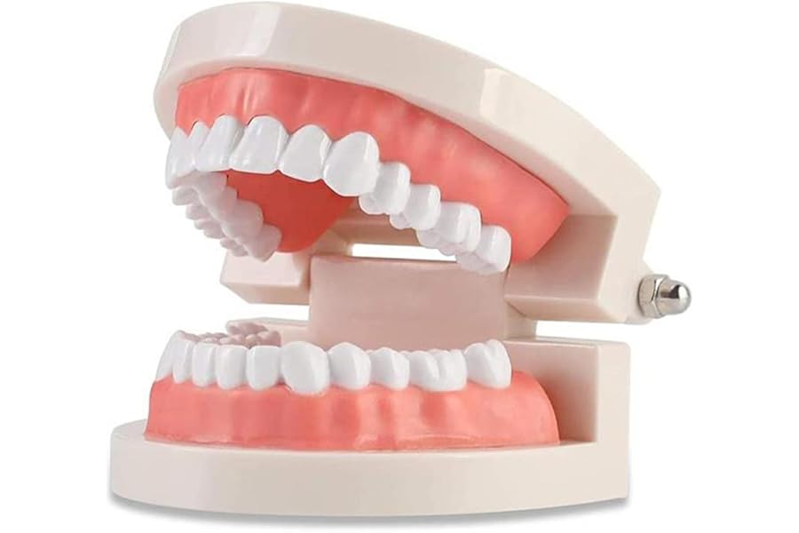 WANGCL Teeth Demonstration Model - Anatomical Tooth Model for Dental Teaching or Oral Care