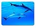 Produktbild Mauspad Dolphins Design