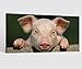 Produktbild Leinwandbild Tier rosa Schwein Ferkel lustig Ohren Leinwand Bild Bilder Tierwelt Wandbild Holz Leinwandbilder Kunstdruck vom Hersteller 9AB896, Leinwand Größe 1:80x40cm