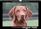 Magyar Vizsla (Wandkalender 2014 DIN A4 quer): Kalender mit schönen Fotos der Hunderasse Magyar Vizsla (Monatskalender, 14 Seiten) by